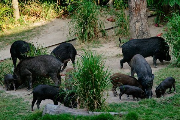 Singular of Boars