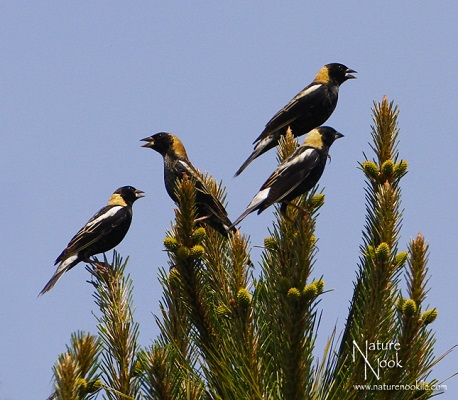 Chain of Bobolinks