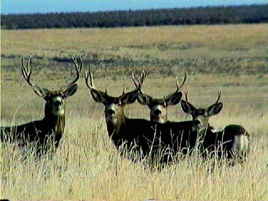 Brace of Bucks