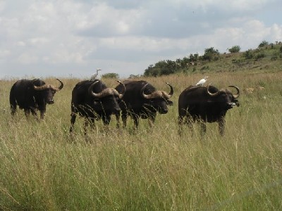 Gang of Buffalo