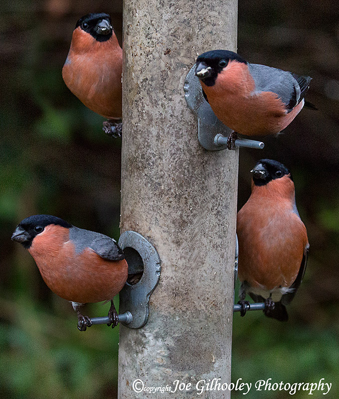 Bellowing of Bullfinches