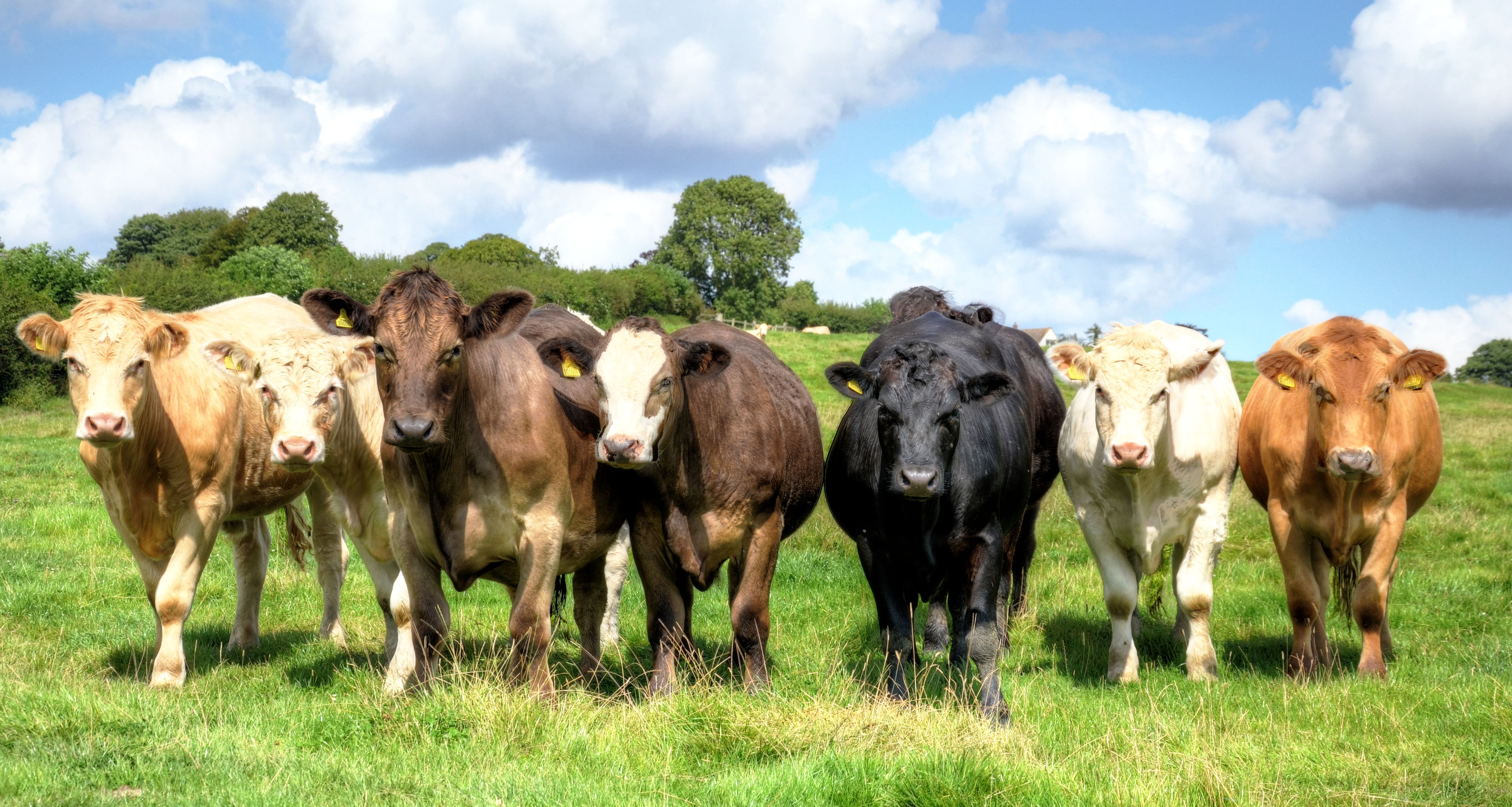 Drove of Bullocks