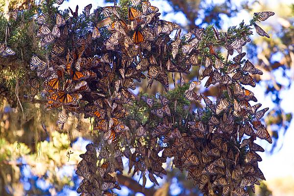 Kaleidoscope of Butterflies