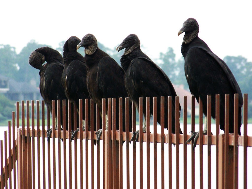 Wake of Buzzards