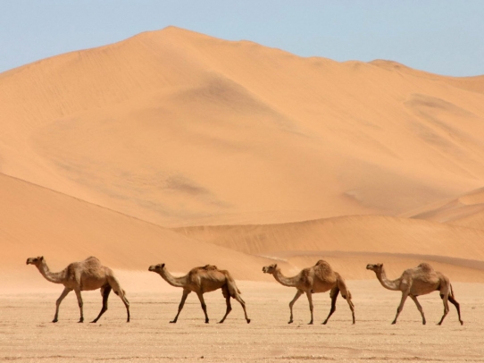 Caravan of Camels