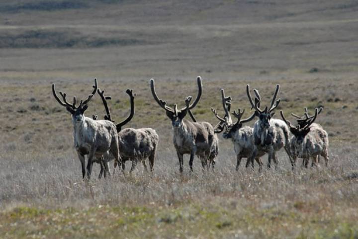 Heard of Caribou (Reindeer)
