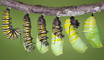 Nest of Caterpillars
