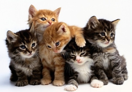 Cluster of Cats