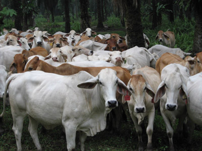 Herd of Cattle