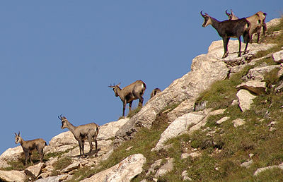 Herd of Chamois