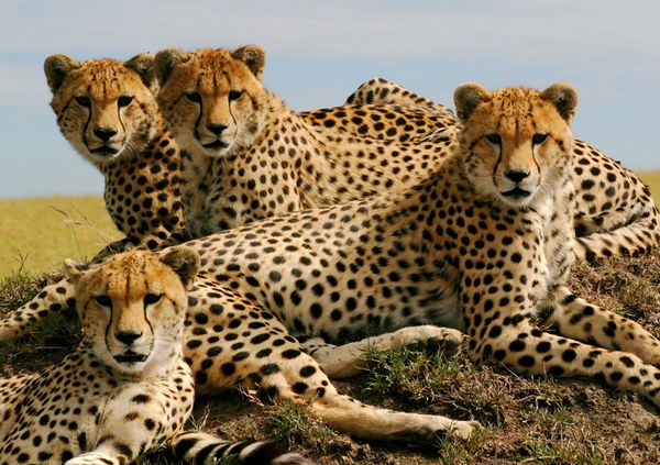 Coalition of Cheetahs