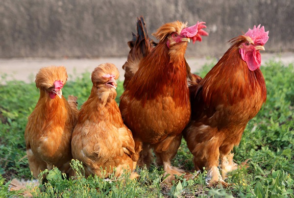 Clutch of Chickens