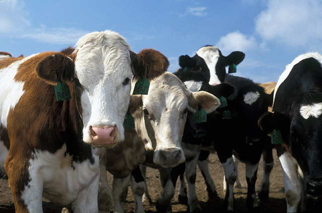 Herd of Cows