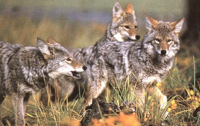 Band of Coyotes