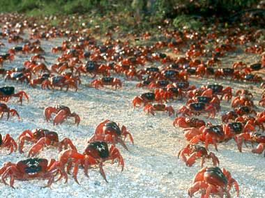 Cast of Crabs