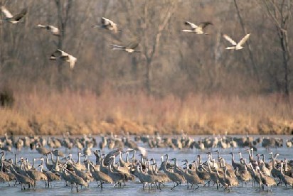 Sedge of Cranes