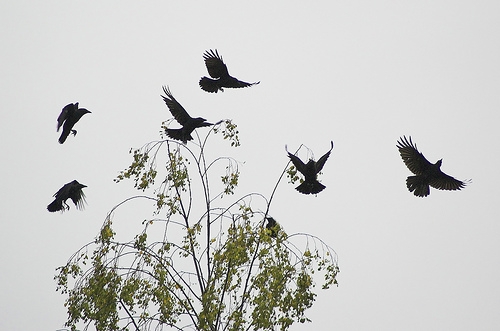 Clan of Crows