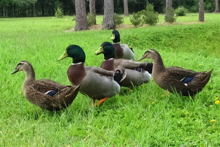 Brace of Ducks