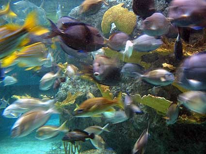 School of Fish