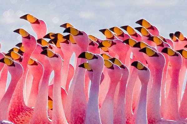 Stand of Flamingos