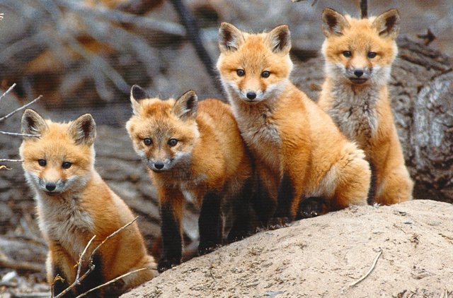 Leash of Foxes