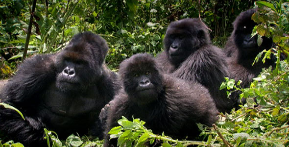 Band of Gorillas