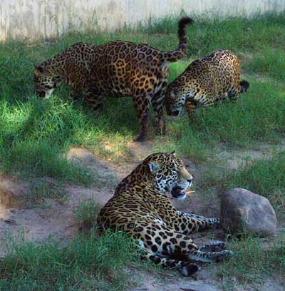 Jamboree of Jaguars