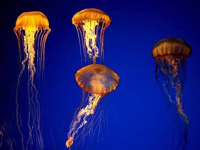 Fluther of Jellyfish