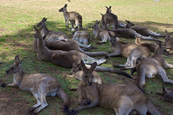 Mob of Kangaroos