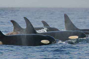 Pod of Whales