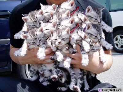 Kindle of kittens