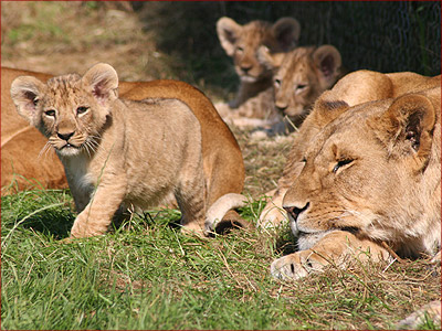 Pride of Lions