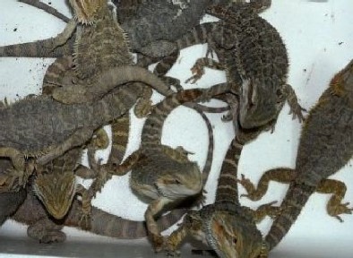 Lounge of Lizards