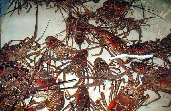 Platoon of Lobsters