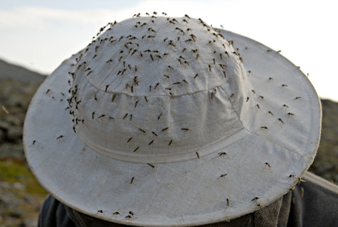 Swarm of Mosquitos