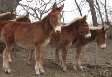 Span of Mules