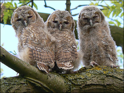 Parliament of Owls