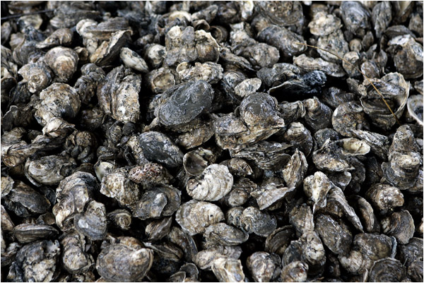 Bed of Oysters