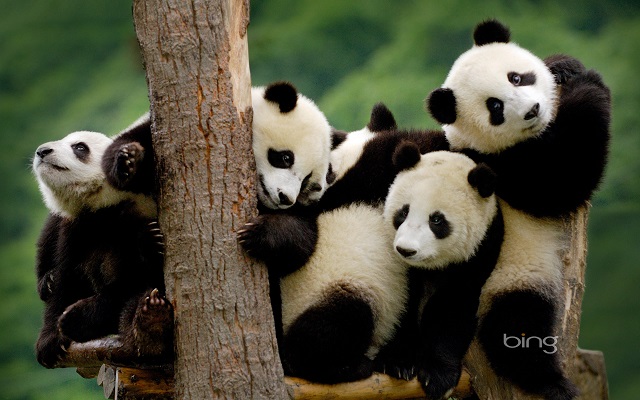 Embarassment of Pandas