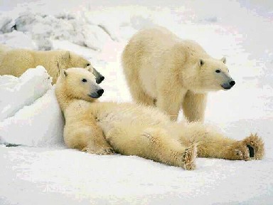 Pack of Polar Bears