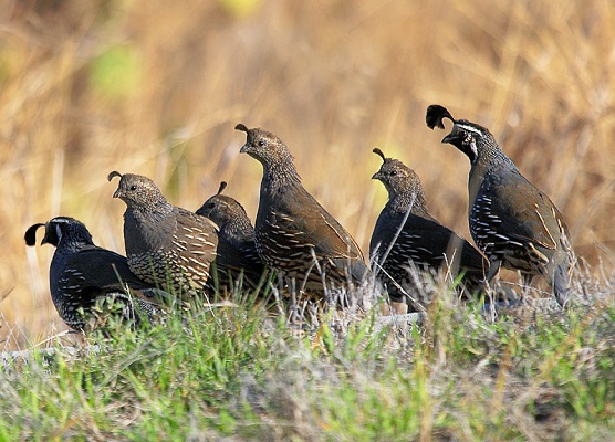 Bevy of Quails