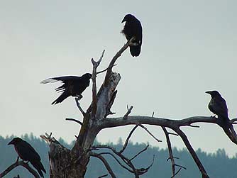 Murder of Ravens