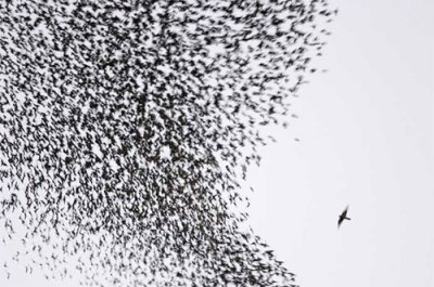 Swarm of Insects