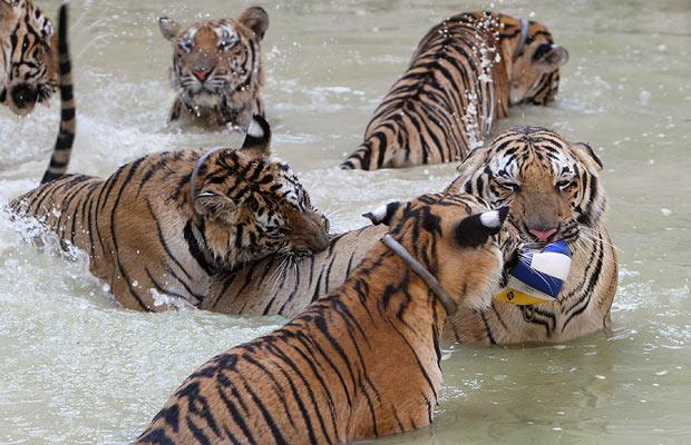 Ambush of Tigers