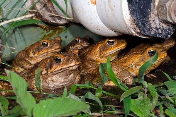 Ambush of Toads