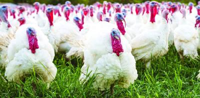 Rafter of Turkeys