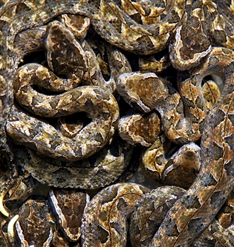 Nest of Vipers