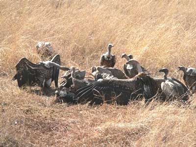 Wake of Vultures