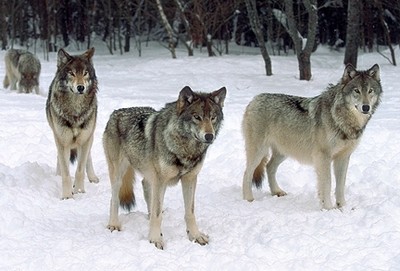 Pack of Wolves