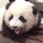 Baby Panda